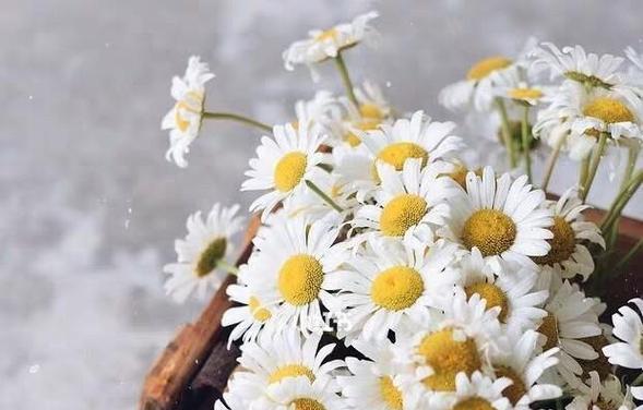 什么花的花语是信任？山野的小雏菊是什么花语？