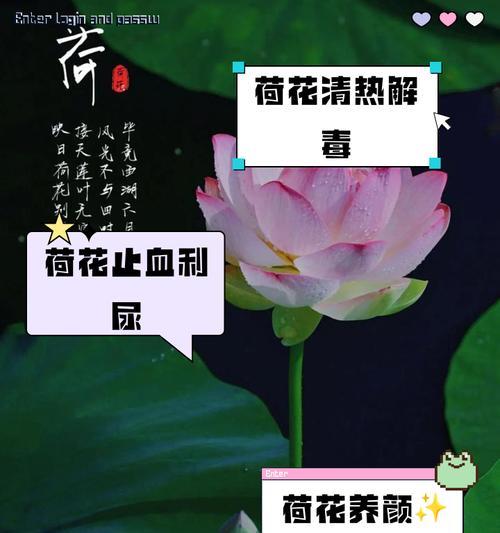 荷花作为本命花的花语有何寓意？