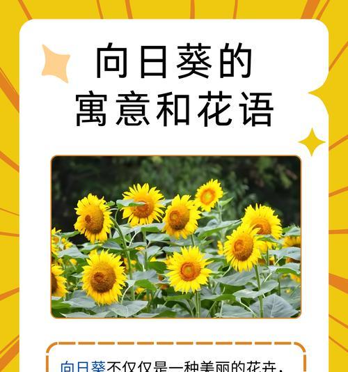 荷花作为本命花的花语有何寓意？