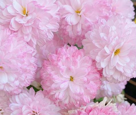 粉色雏菊的花语代表什么？
