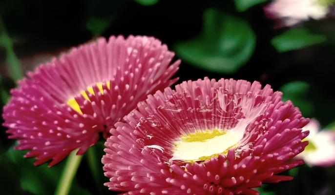 粉色雏菊的花语代表什么？