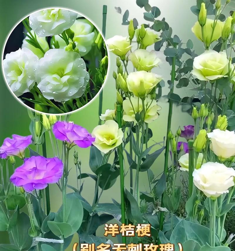 洋桔梗花语适合搭配哪些花？