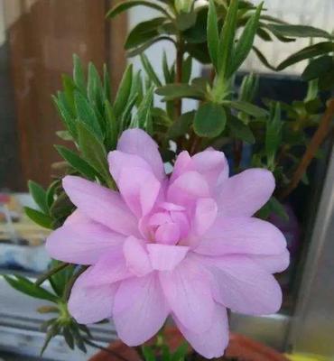 紫色杜鹃花代表什么情感？