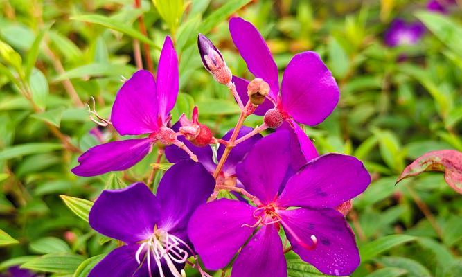 有哪些花的名字和花语相似？名字与花语相近的花有哪些？