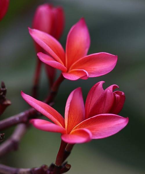 有哪些花的名字和花语相似？名字与花语相近的花有哪些？