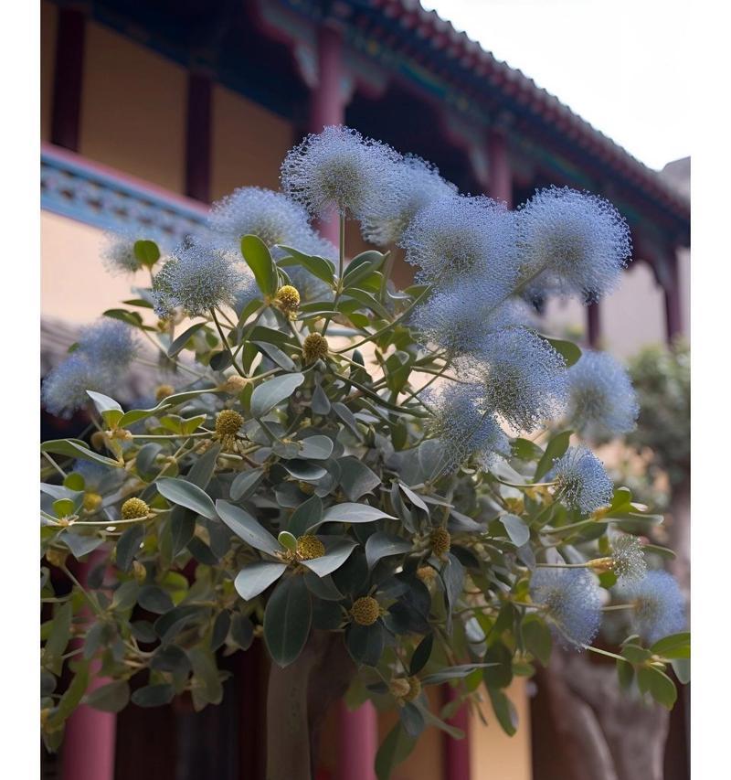 哪种花的花语与鬼有关？