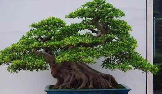 哪种花的花语与鬼有关？
