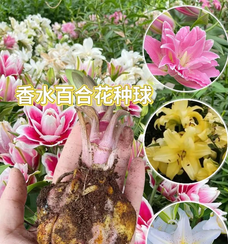 百合颜色混搭花语是什么？不同颜色百合组合的寓意何在？