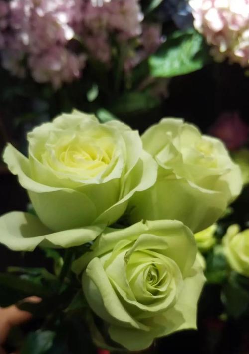 贝儿公主风格的花语有何寓意？如何用花语表达贝儿公主风格？