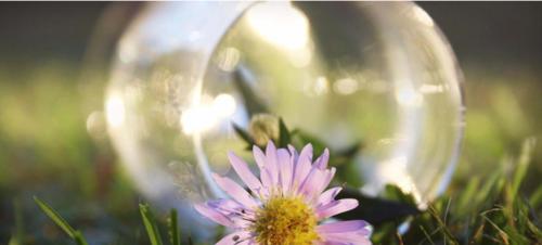 贝儿公主风格的花语有何寓意？如何用花语表达贝儿公主风格？