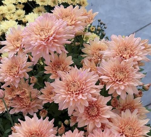 三花真乖的花语指的是哪种花？
