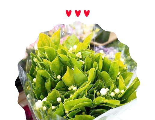 三花真乖的花语指的是哪种花？
