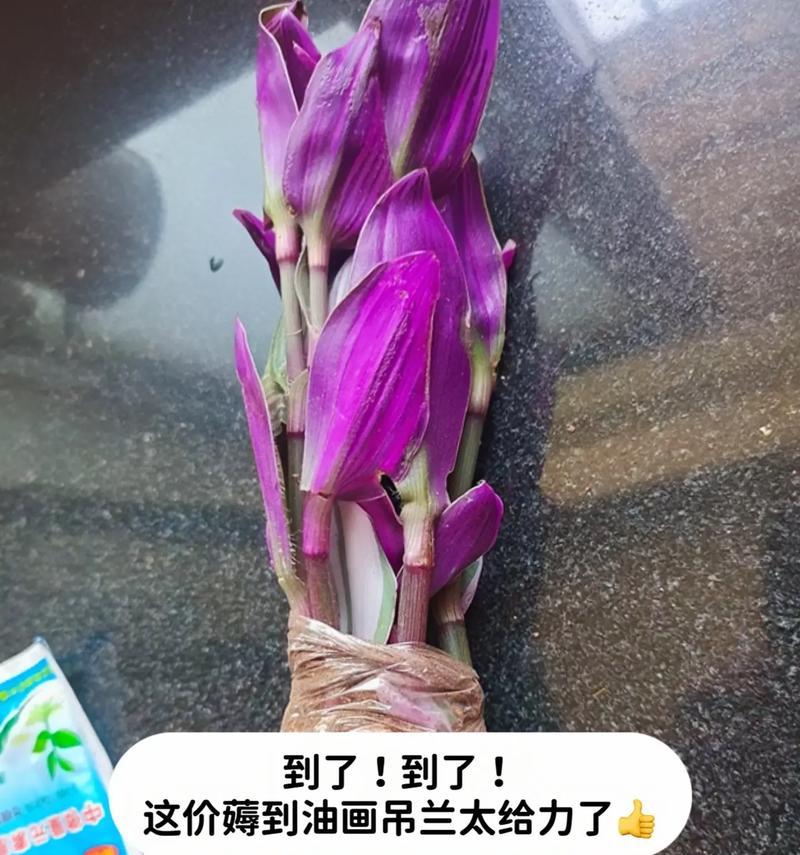 吊兰的花语代表什么意义？