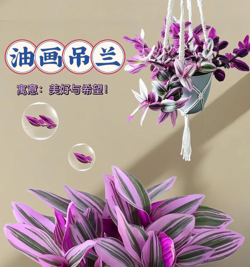 吊兰的花语代表什么意义？