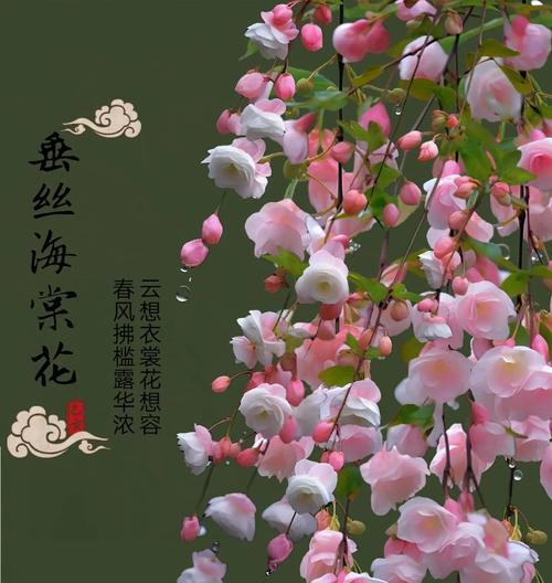 吊兰的花语代表什么意义？
