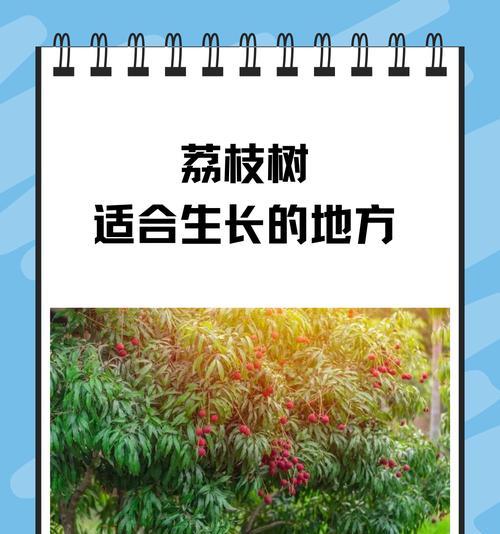 荔枝的花语来源及其含义是什么？