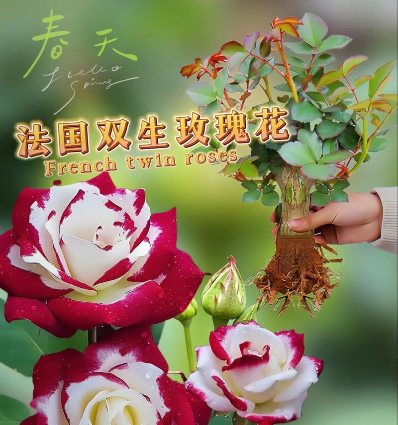 双生莲花象征怎样的爱情？花语中双生莲花代表什么？