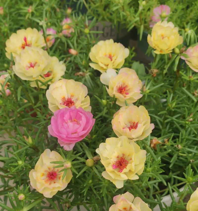 太阳花的花语id符号是什么？这种花语在文化中有何意义？