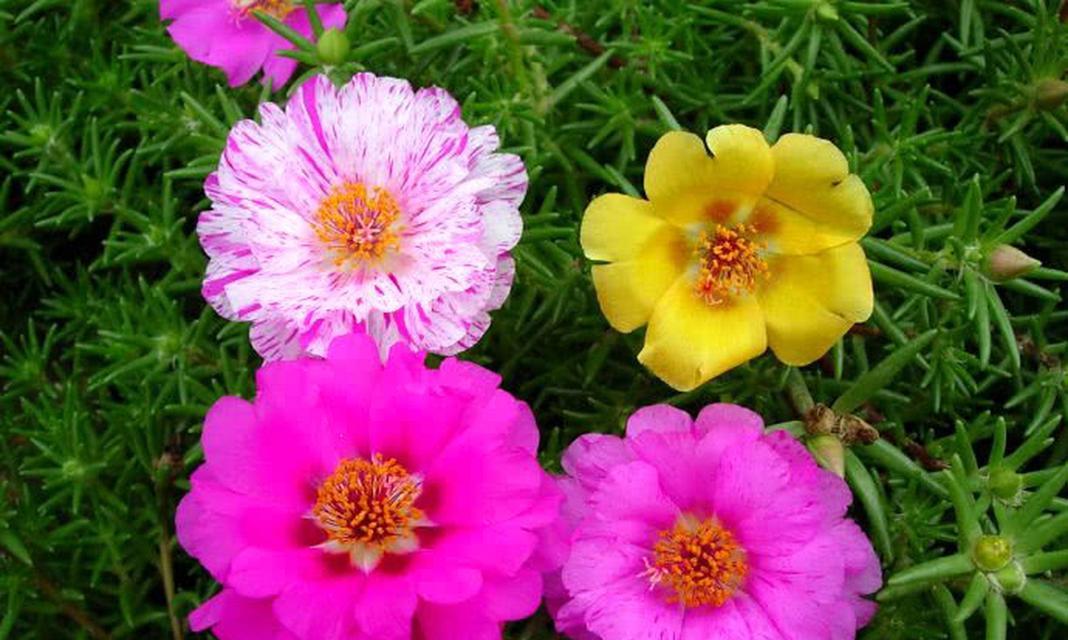 太阳花的花语id符号是什么？这种花语在文化中有何意义？