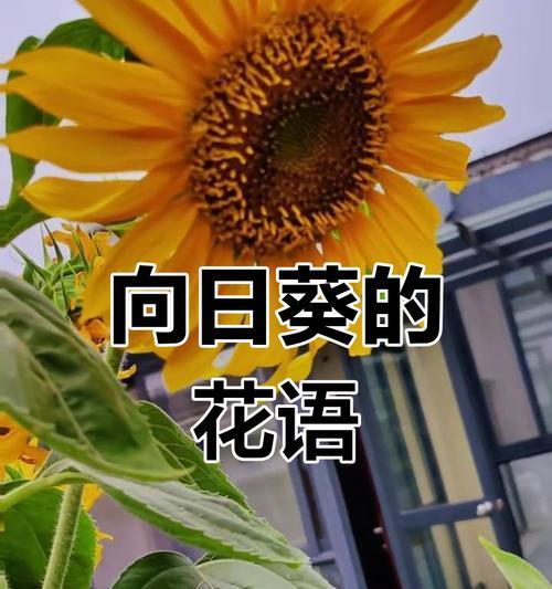 向日葵的花语有何寓意？