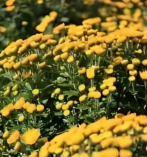 香槟草的花语寓意能否带来好运？