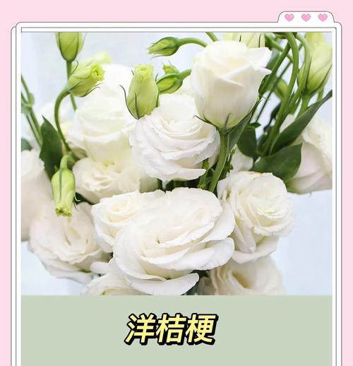 茉莉白桔梗代表什么情感？花语背后的故事是什么？
