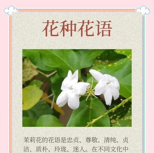 茉莉白桔梗代表什么情感？花语背后的故事是什么？