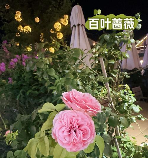 百日蔷薇的花语代表什么？