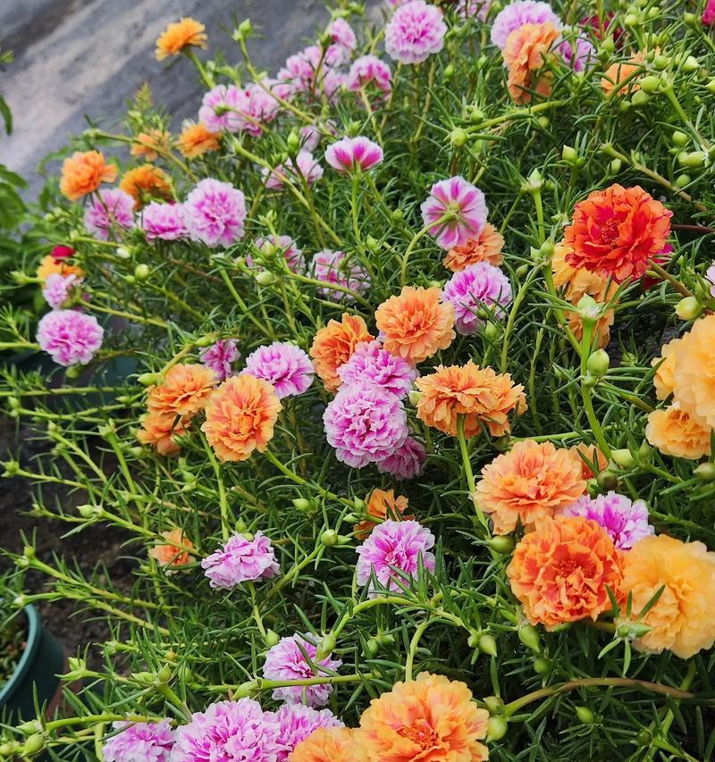 百日蔷薇的花语代表什么？