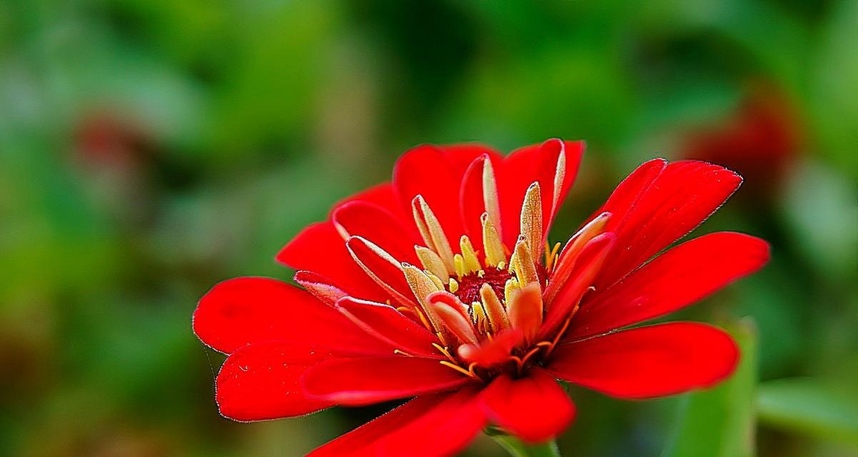 百日蔷薇的花语代表什么？