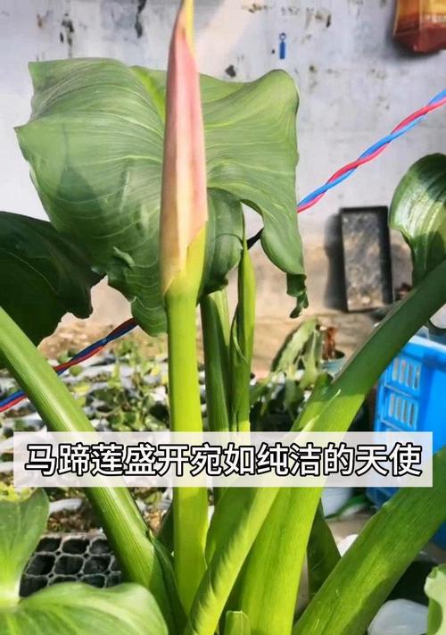 马蹄莲的花语有哪些？