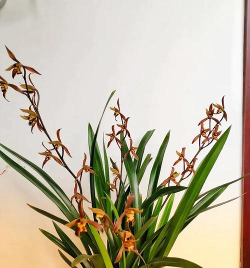 春风吹不尽代表什么？花语中春风吹不尽的含义是什么？