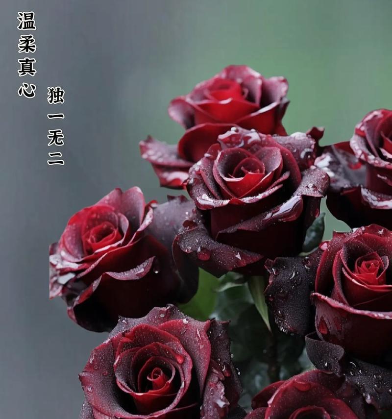 史上最温柔的玫瑰花语有何不同？它代表什么？