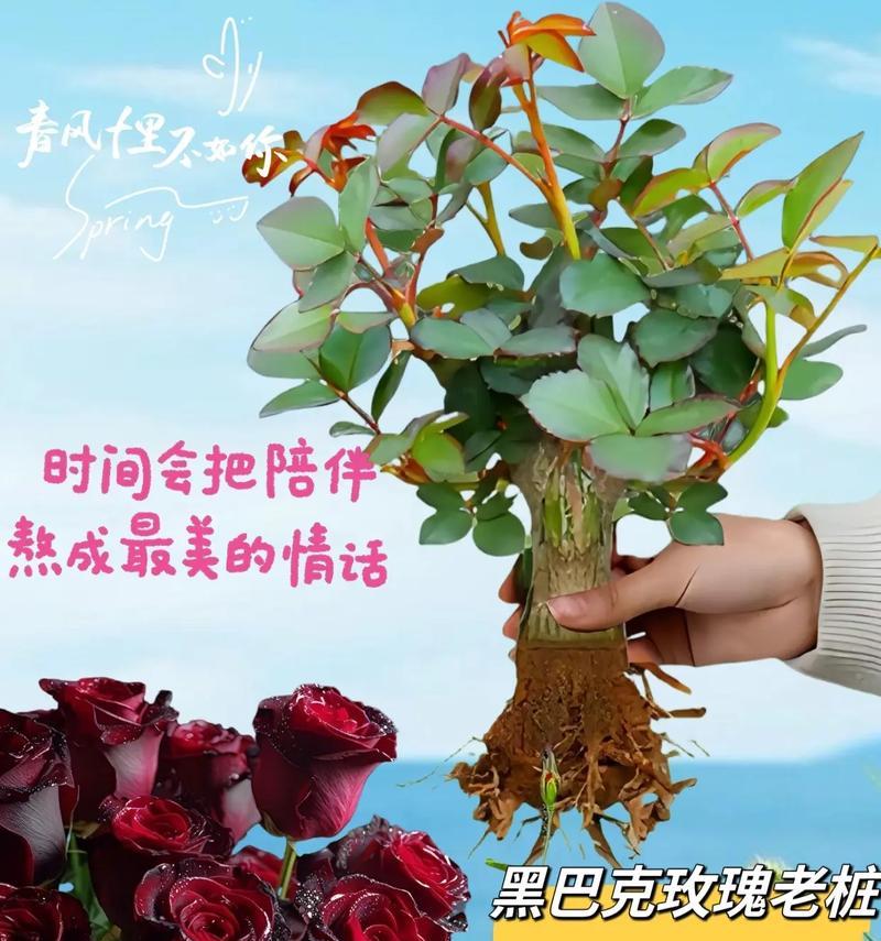 史上最温柔的玫瑰花语有何不同？它代表什么？