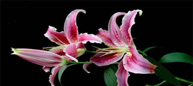 百合花的永恒爱花语有何深意？它在婚礼中象征什么？