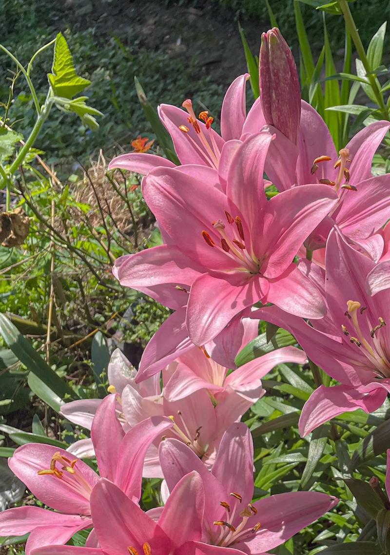 百合花的永恒爱花语有何深意？它在婚礼中象征什么？