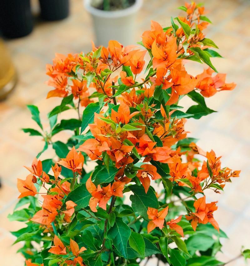 橙色桑巴花代表什么意义？