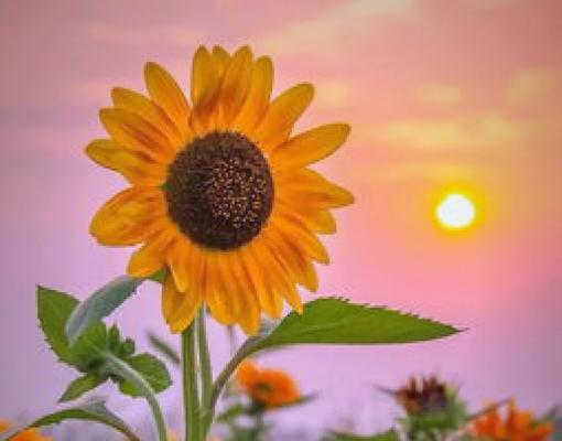 松鼠送的玫瑰代表什么？花语有何深层含义？