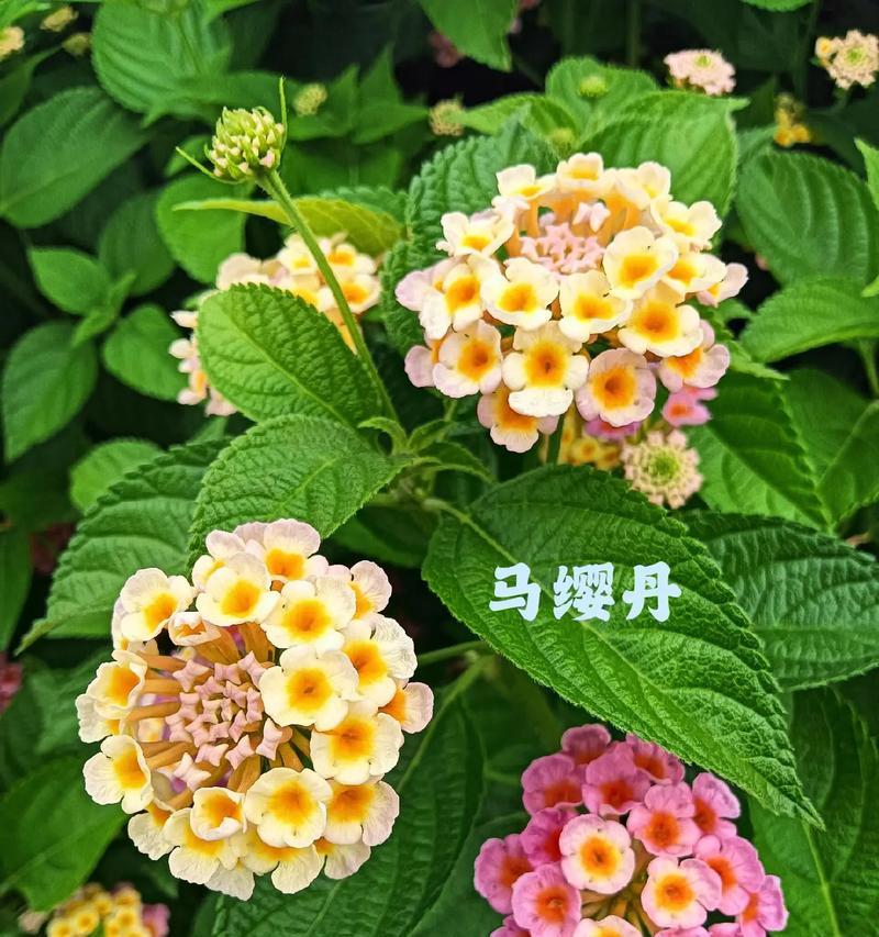 野马森林花语代表什么？如何理解其深层含义？