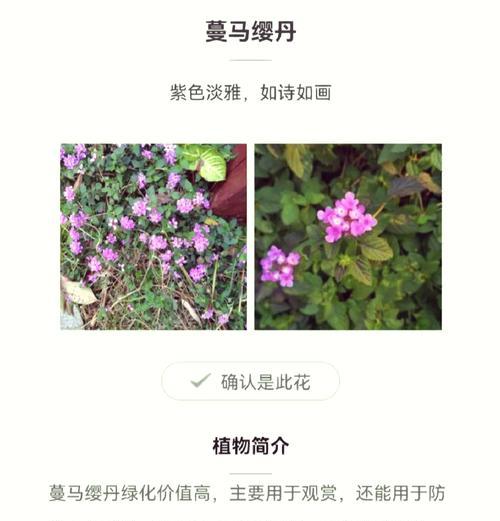 野马森林花语代表什么？如何理解其深层含义？