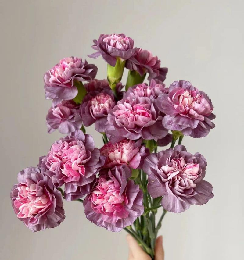 野马森林花语代表什么？如何理解其深层含义？