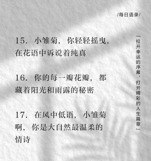 雾中雏菊的花语是什么？