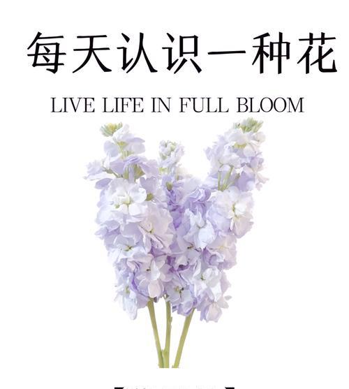 静谧紫罗兰的花语代表什么含义？
