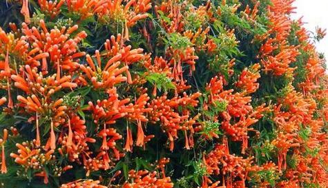 鞭炮花象征着什么？