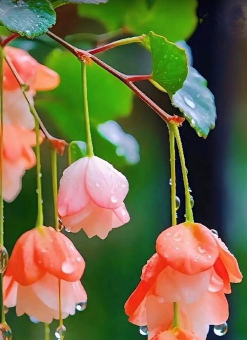 什么花语是妖艳的花朵呢？哪种花代表了妖艳？