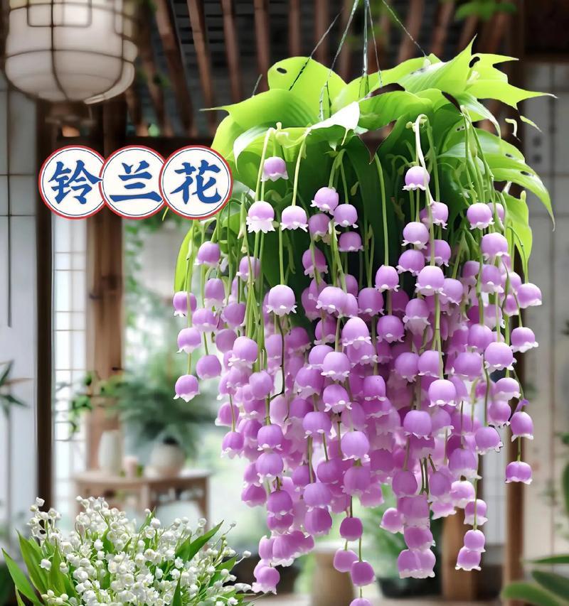 山石榴花的寓意和花语是什么？这种花如何表达情感？