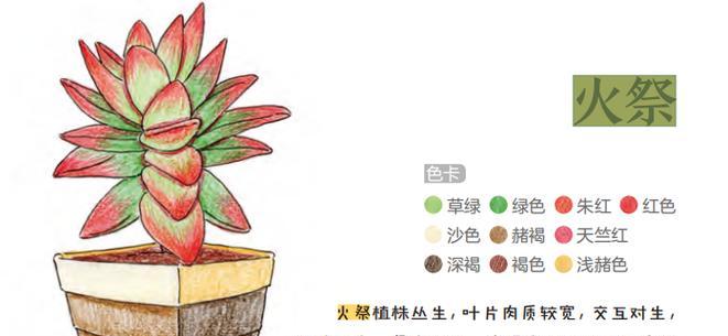 火祭这种花的花语有何含义？这种花语代表什么？