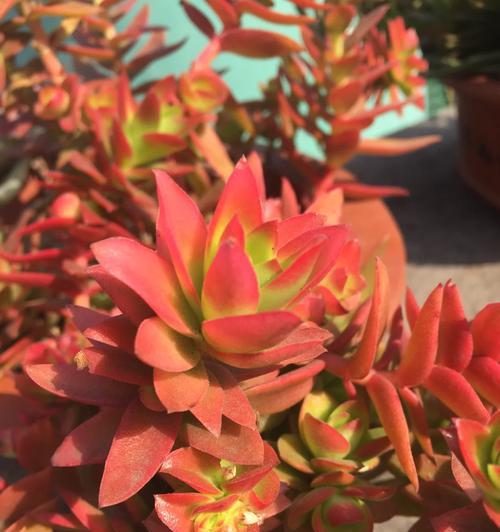 火祭这种花的花语有何含义？这种花语代表什么？
