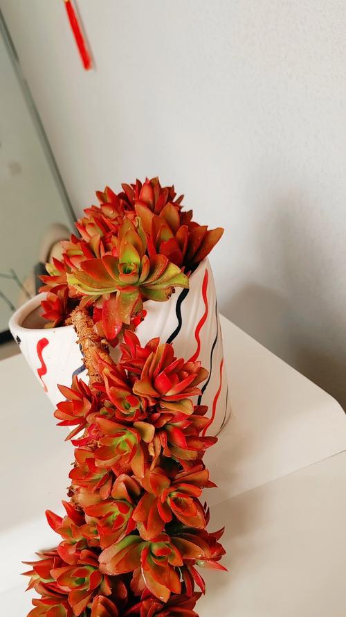 火祭这种花的花语有何含义？这种花语代表什么？