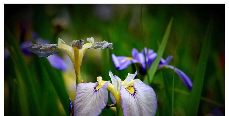 破碎爱情的花语是什么？哪种花象征着破碎的爱？